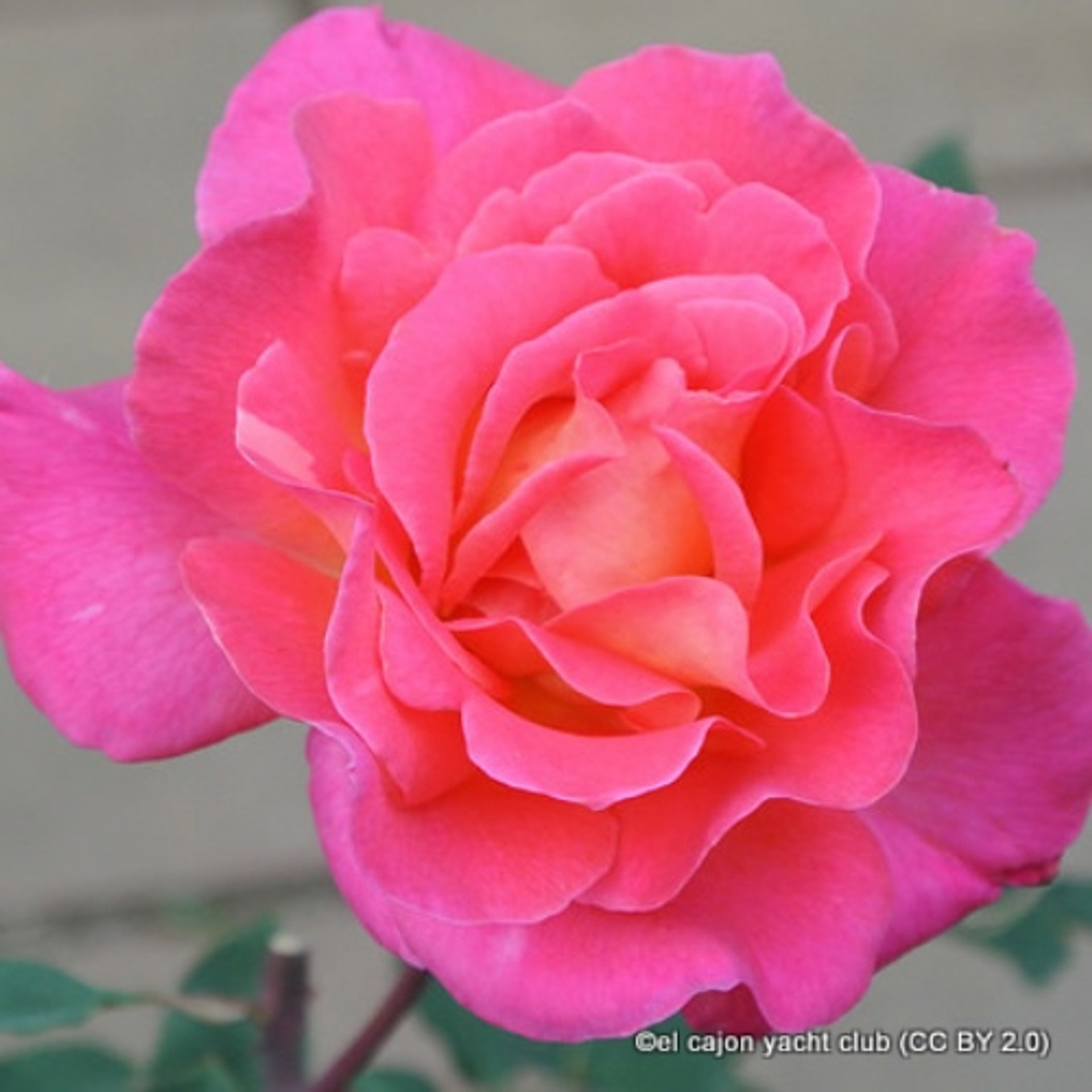 Galway Bay Climbing Rose Bunkers Hill Plant Nursery