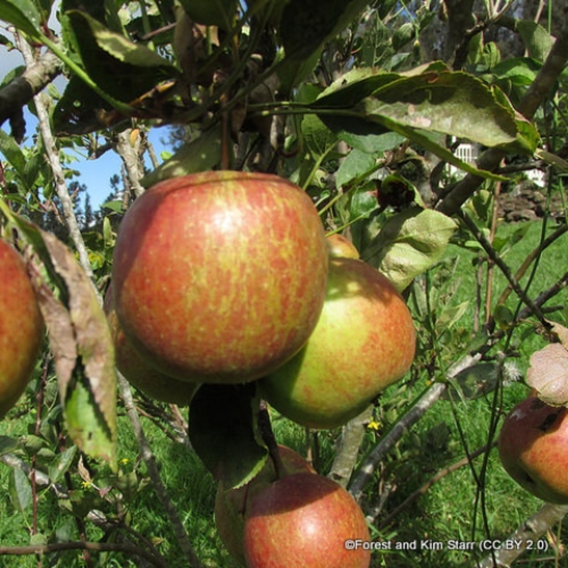 Apple Braeburn 2yr Dwarf Apple Tree On M27 Rootstock Bunkers Hill