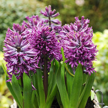 Hyacinths