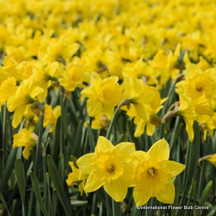 Large flowered daffodils & narcissus