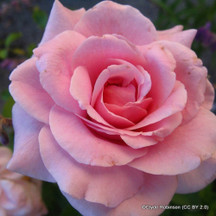 Mother's Day inspired bareroot roses