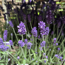 Lavender in 1ltr pots