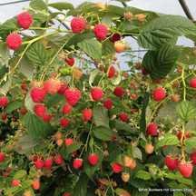 Raspberry 'Glen Ericht'