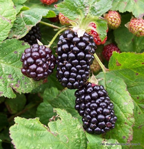 Blackberry 'Bedford Giant'