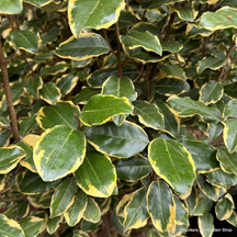 Elaeagnus (Silverberry)