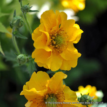 Geum