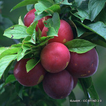 Plum and Gage Trees
