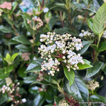 Viburnum (Laurestine)