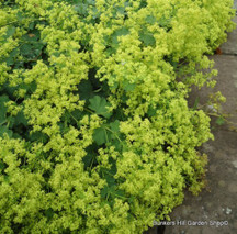 Perennials Collections for Dry Shade