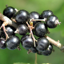 Blackcurrants