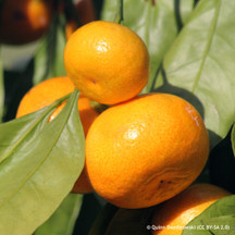 Citrus, Figs and other Fruit Trees