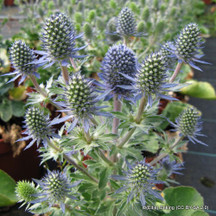 Eryngium