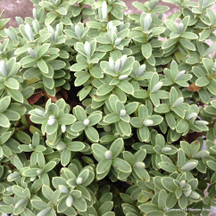 Small evergreen shrubs