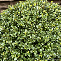 Ilex crenata (Box-leaved holly)