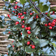 Ilex (Common Holly)