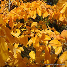 Pleached Ironwood (Parrotia)