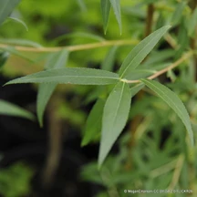 Willow (Salix)