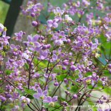 All Perennials and Grasses A-Z