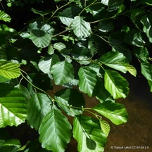 Alder (Alnus)