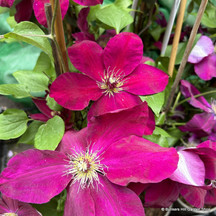 Clematis