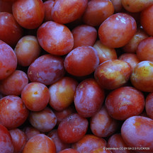 Plums, Gages and Damsons