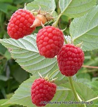 Raspberry 'Malling Admiral'