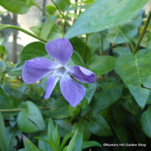 Vinca