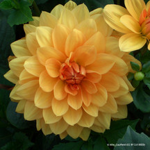 Dahlias