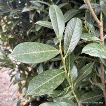 Prunus laurocerasus 'Elly'