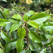 Pleached laurel (Prunus)