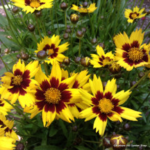 Coreopsis