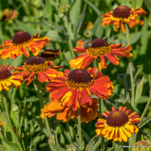 Helenium