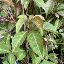 Virginia Creeper