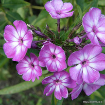 Phlox