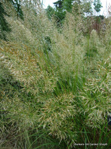 Calamagrostis