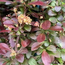 Barberry (Berberis thunbergii)