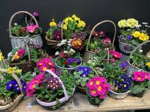 Flowering gift baskets