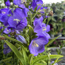 Campanula