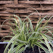 Grasses in 3ltr pots