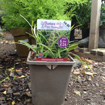 Grasses in 1ltr pots (6 for £28)