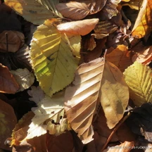 Hornbeam (Carpinus betulus)