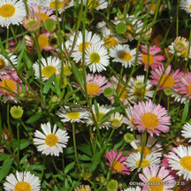 Erigeron