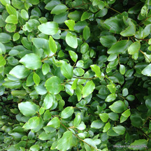 Griselinia (New Zealand Broadleaf)