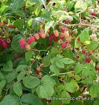 Raspberry 'Glen Clova'