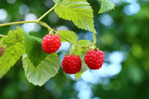 Raspberry 'Glen Magna'