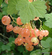 Currants