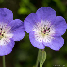 Geraniums