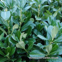 Evergreen hedging (rootball & potted)