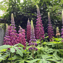 Lupins