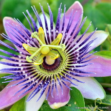 Passion Flower